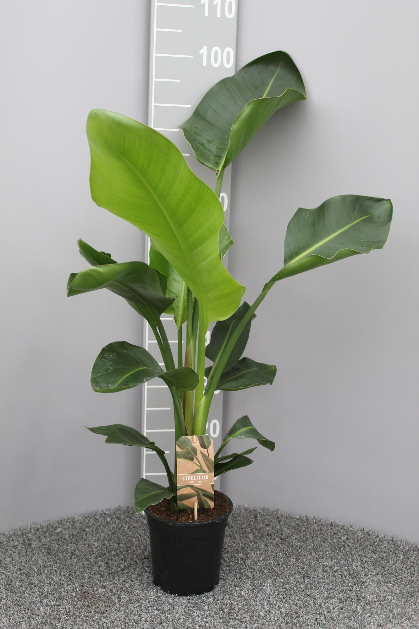 Strelitzia Nicolai - 70 cm