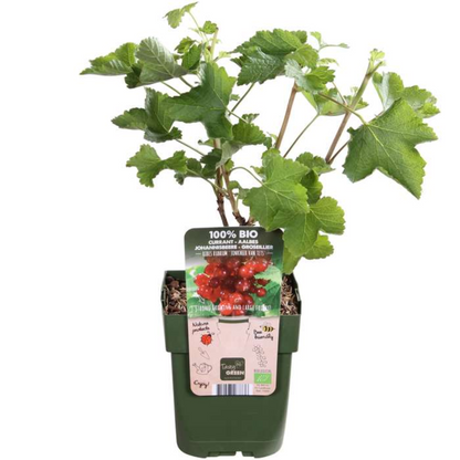 Biologische kruisbessenplanten
