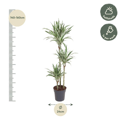 Dracaena White Stripe - 150 cm