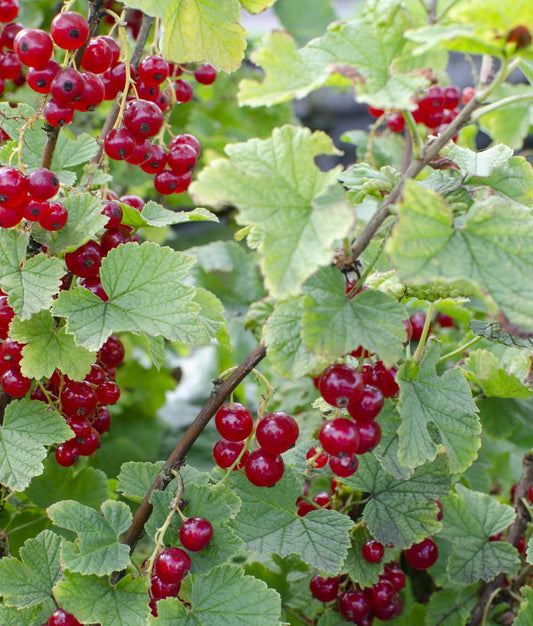 Biologische Rode Aalbesplant