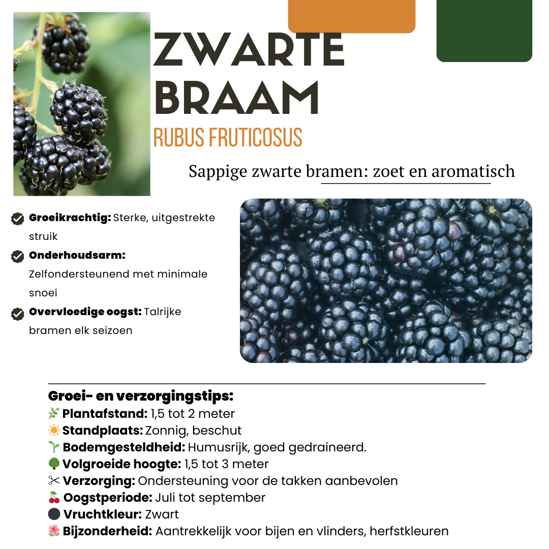 Combi deal: Vijg, Kiwi & Braam