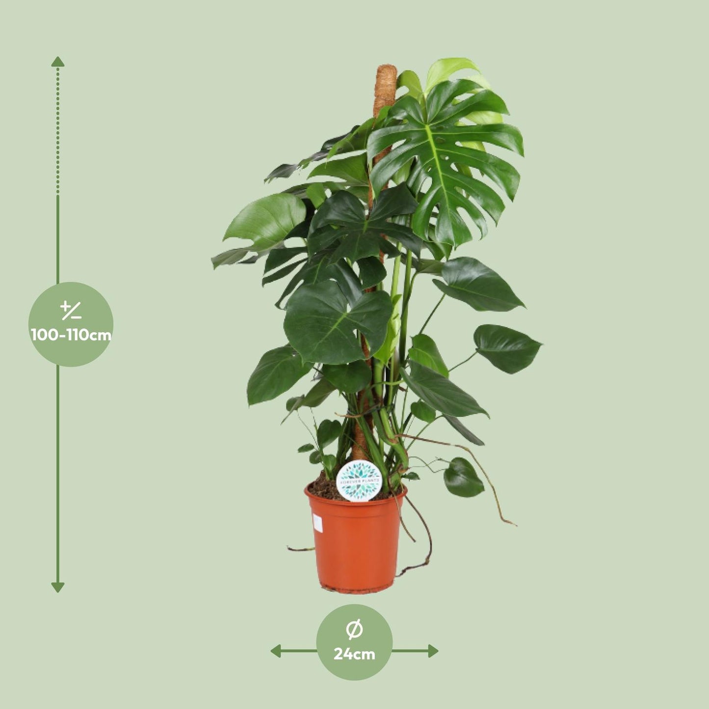 Monstera Deliciosa - 105 cm