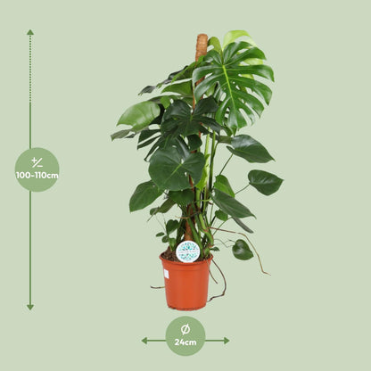 Monstera Deliciosa - 105 cm