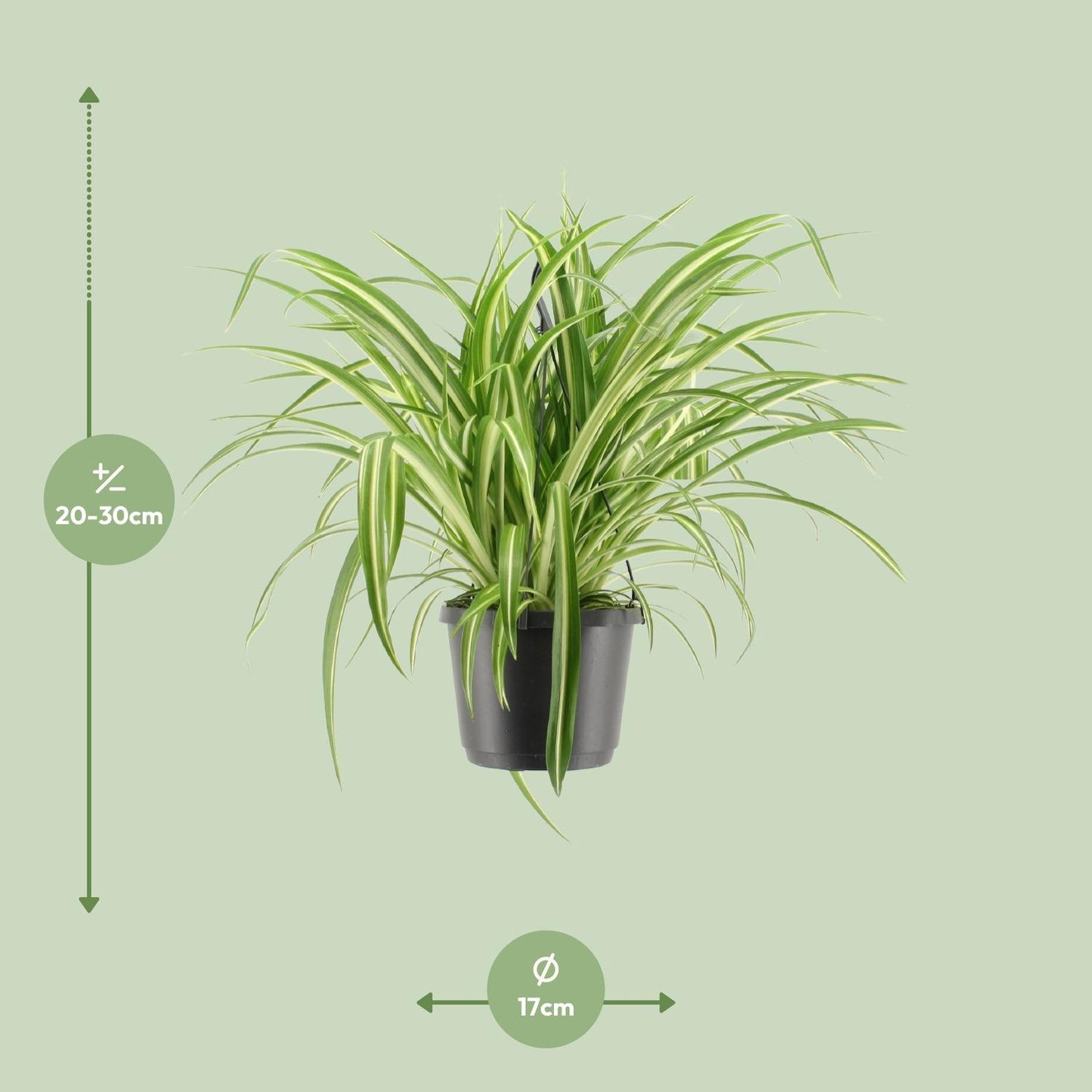 Chlorophytum Comosum Variegatum - 30 cm