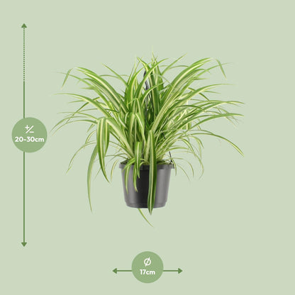Chlorophytum Comosum Variegatum - 30 cm