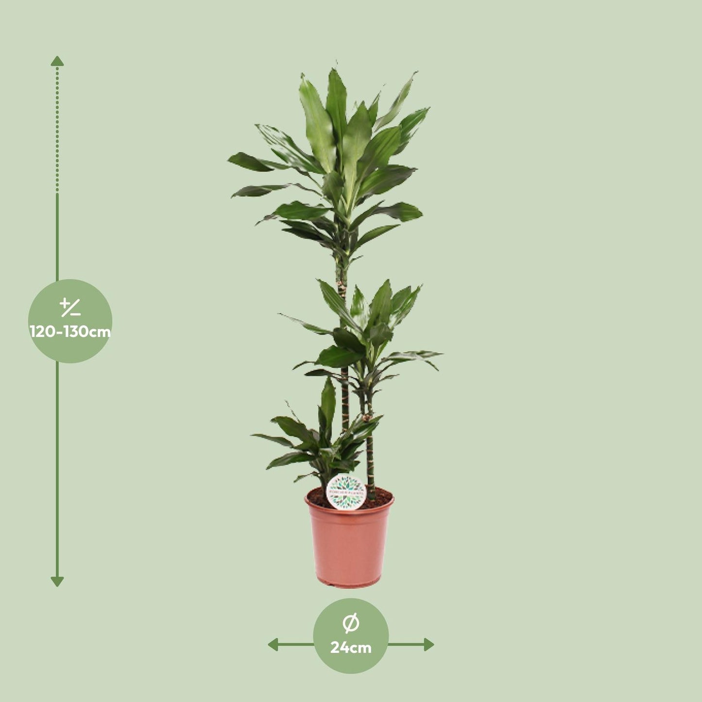 Dracaena Janet Lind - 130 cm