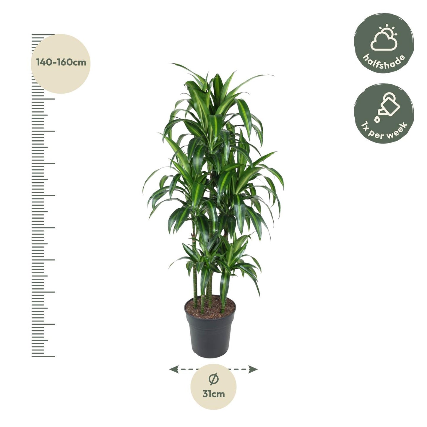 Dracaena Hawaiiana Carrousel - 150 cm