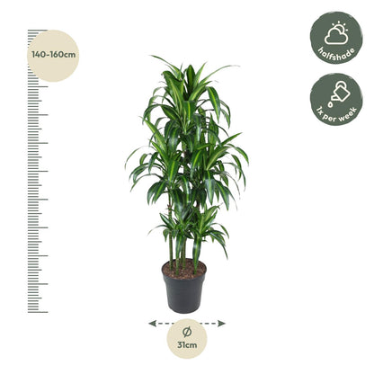 Dracaena Hawaiiana Carrousel - 150 cm
