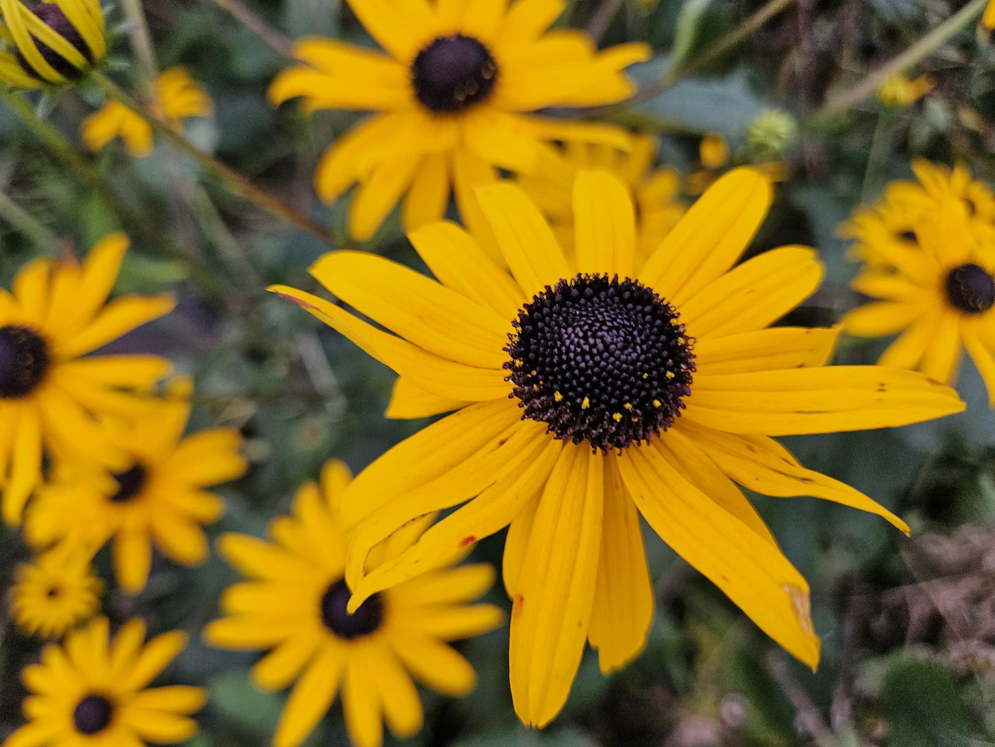 Gele zonnehoed