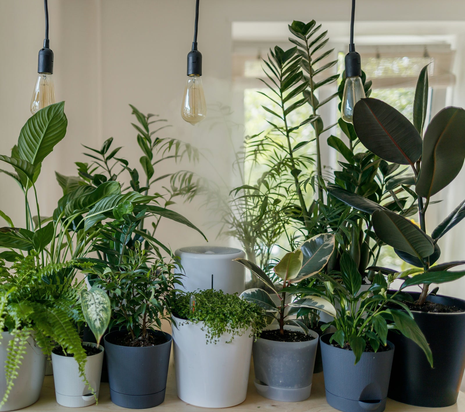 Groen dat groeit, direct van de kweker.